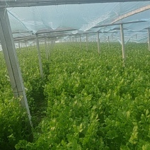 下一芹菜以质论价