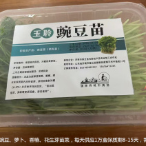 无根豌豆尖芽苗菜，基地直发，诚信经营，对接各大电商商超等