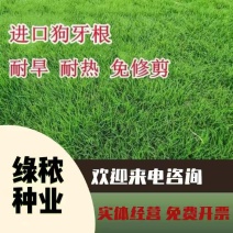 狗牙根种子矮生耐践踏免修剪根系发达固土固沙防塌
