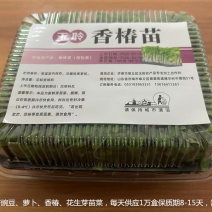 鲜活香椿芽苗菜一手货源，品质保证，可视频看，货量大从优