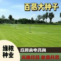 狗牙根百慕大马尼拉高羊茅四季青草坪种子