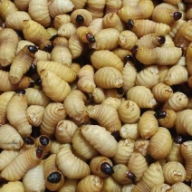 广东大量供应竹笋虫，自家养殖货源充足，规格齐全量大
