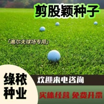 匍匐型剪股颖草籽低矮高尔夫球场别墅庭院绿化四季常青草坪