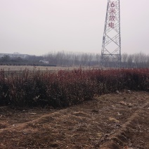 红叶小檗