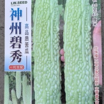苦瓜种子神州碧秀浅绿白色长条顺直厚肉结瓜密产量高