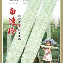 苦瓜种子白速珍杂交一代早熟中长棒白苦瓜顺直高产抗病