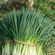 王家坝大葱分葱