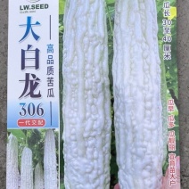 苦瓜种子大白龙306中长大白苦瓜杂交一代品种