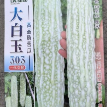 苦瓜种子大白玉306大白苦瓜杂交品种长30-40厘米