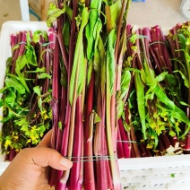红菜苔湖北当阳高山红菜苔一手货源代收代发全国