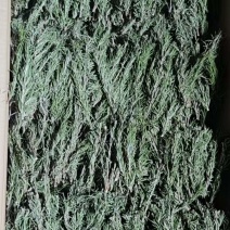 迷迭香干枝条