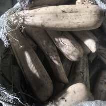 鲜藕把