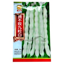 九粒白芸豆种子摘不败白不老籽高产四季抗病老来少压趴爬架