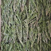 迷迭香干支条