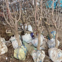 畅销沾化冬枣树苗