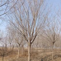 五角枫，元宝枫