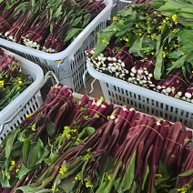红菜苔紫菜苔