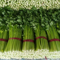 [牛]安徽本地精品芹菜/小香芹/量大从优/产地直发/一手货源