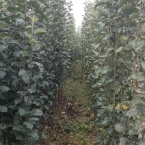 苹果苗G935乔化苗，各种品种，基地直发