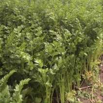 大量西芹上市，预估20000斤左右，量大优惠