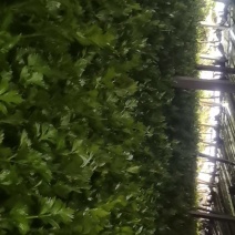 芹菜
