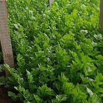 西芹净菜