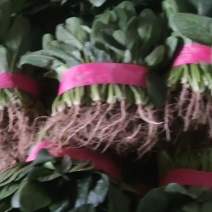 山西大同菠菜大叶菠菜基地直供量大从优欢迎联系真价