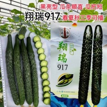 黄瓜种子翔瑞917黄瓜种子黑亮型杂交黄瓜种子抗病高产黄瓜