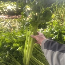 芹菜西芹