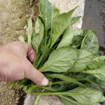 片仔癀草