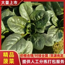 【实力供应】精品大棚小菠菜大量上市一手货源量大从优