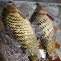 鲤鱼野生鲤鱼
