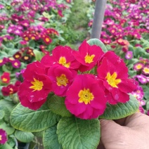 绿化苗木报春，具有耐寒耐旱性花卉，花朵鲜艳！适合公园庭