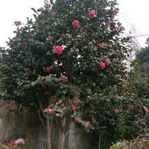 山茶花树#树龄#十几年#二十几年大量有货欢迎咨询