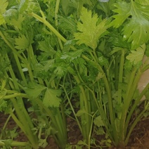 芹菜，细颗