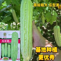 苦瓜种子瓜优美苦瓜种子早熟条棱粗大苦瓜种子高产抗病苦瓜种