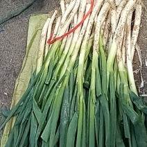 山东大葱