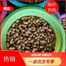 广东竹笋虫，鲜活竹笋虫，产地直发，可大量走货，欢迎来电