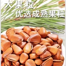 东北松950颗粒大量现货，承接各大平台一件代发，欢迎实地考察