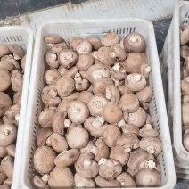鲜香菇出售