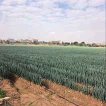 大葱铁杆大葱现挖现发产地直供一手货源欢迎咨询