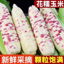 花糥玉米。大量上市，全国发货，欢迎进店沟通。
