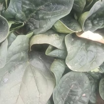 趴地菠菜