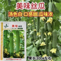 春润美味丝瓜种子高产早熟中长棒形丝瓜种子汤色白瓜味浓