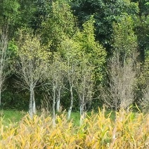沉香树