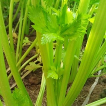 温室芹菜