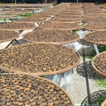 小青柑茶厂家批量走货