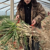 山东大葱，毛葱，净葱现挖现发