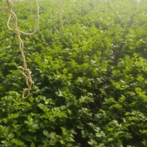 芹菜啊，今天价格