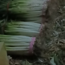 大葱